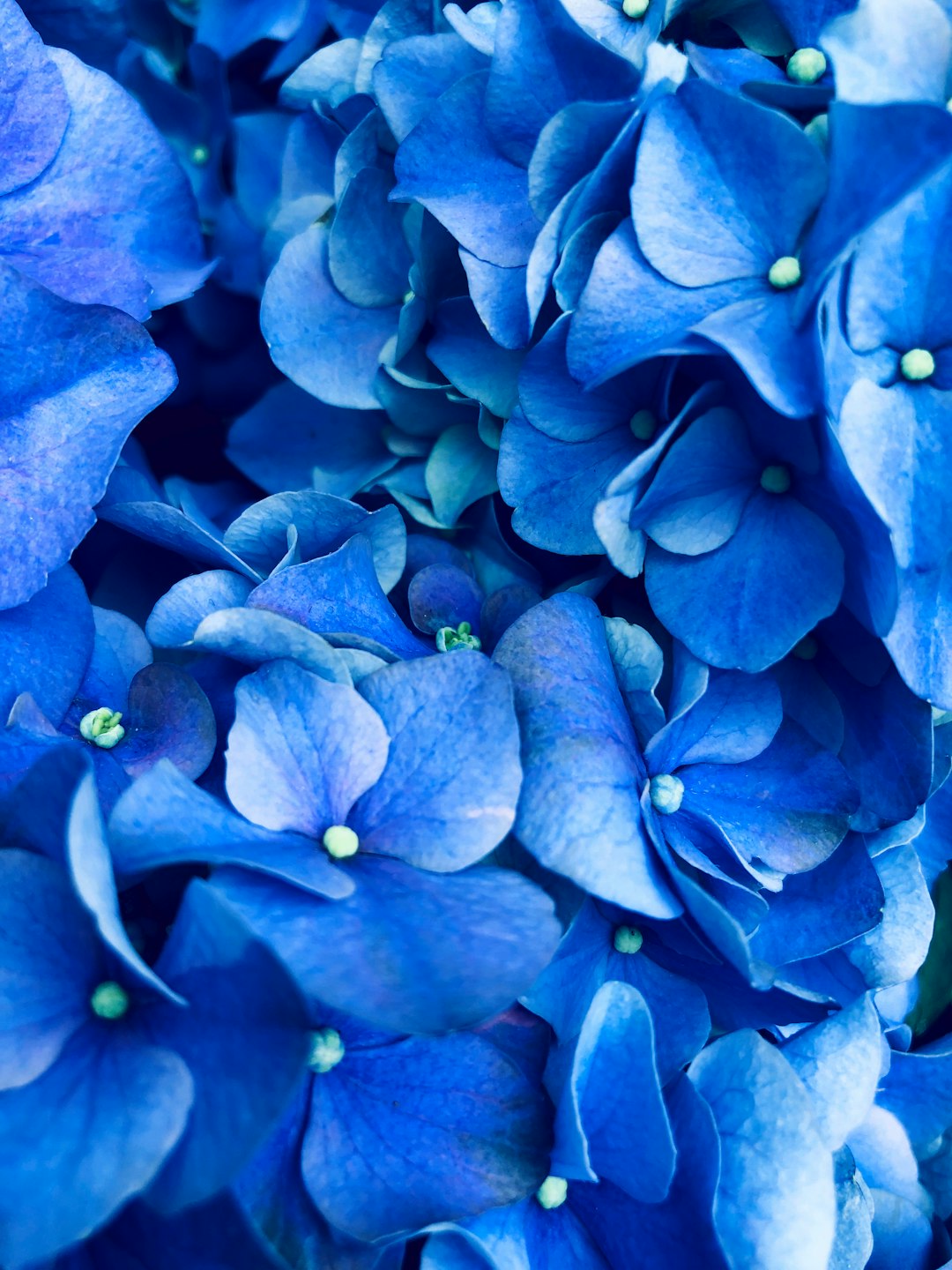 Photo by Edson Rosas blue hydrangea flower