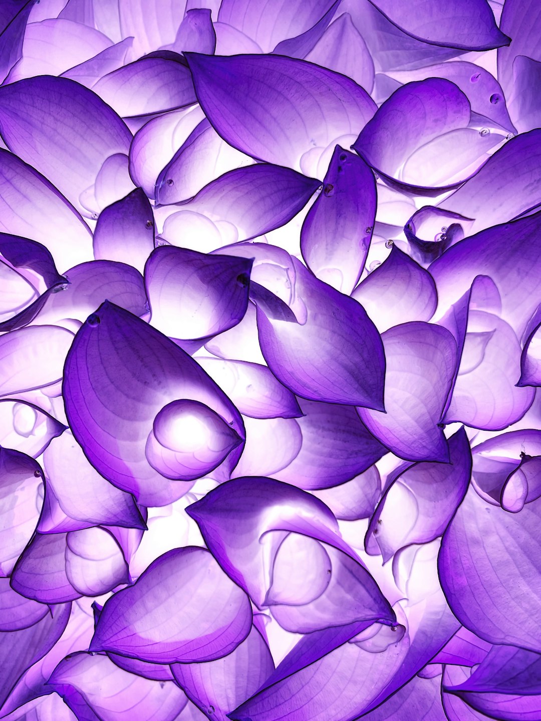 Photo by Eugene Golovesov a bunch of purple flowers that are next to each other